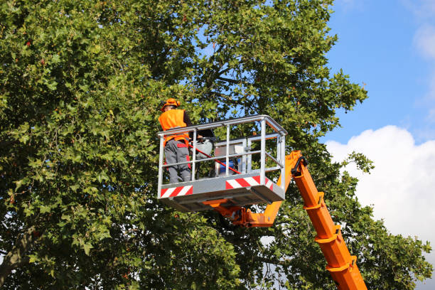 Trusted Reisterstown, MD Tree Service Experts